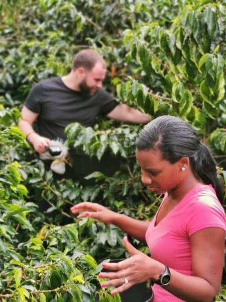Picking beans at the coffee farm close to Guatapé
