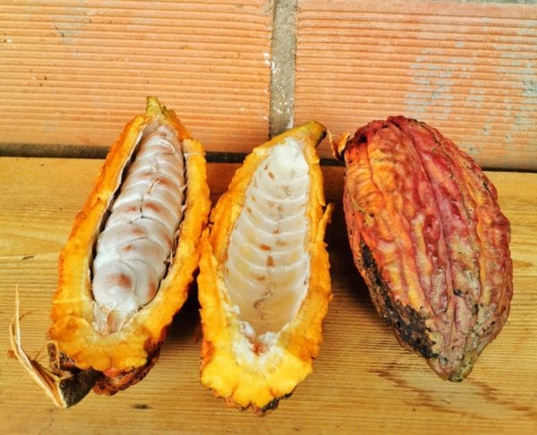 cacao farm tour, cacao fruits in Medellin