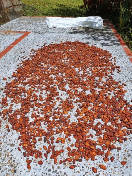 drying cacao seeds